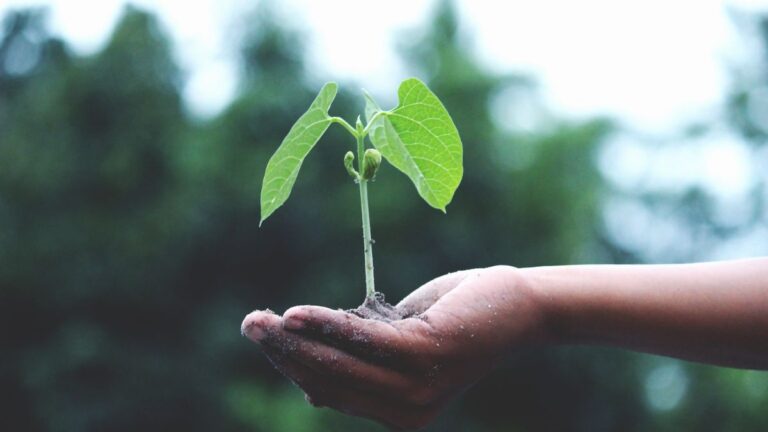Seedling growing, showing credit building slowly over time