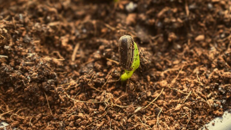 Seedling growing, showing savings growth