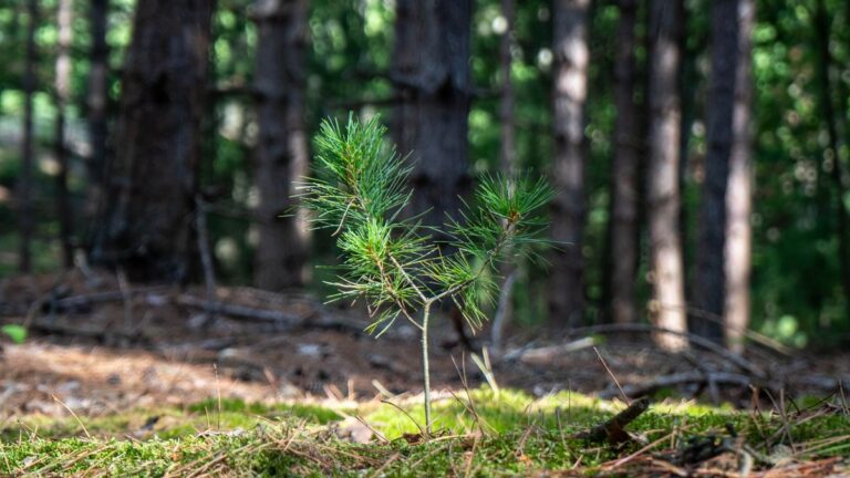 Seedling growing, showing tax-free savings growth